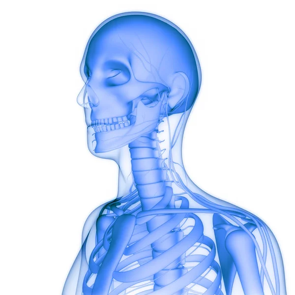 Sistema Esqueleto Humano Costela Gaiola Osso Articula Anatomia — Fotografia de Stock