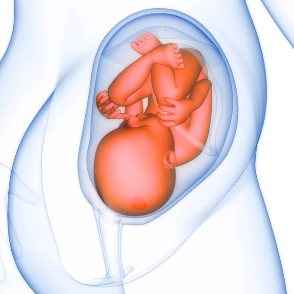 Feto Humano Bebé Anatomía Del Útero — Foto de Stock
