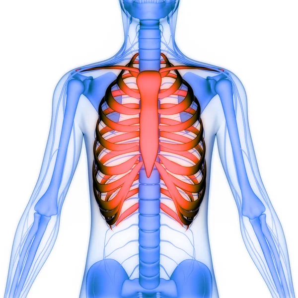 Людська Скелетна Система Рибкова Кістка Єднує Анатомію — стокове фото
