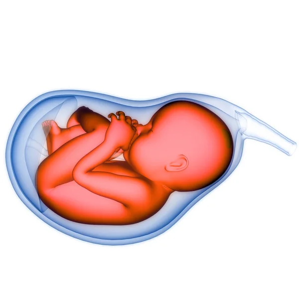 Foetus Humain Bébé Dans Anatomie Utérus — Photo