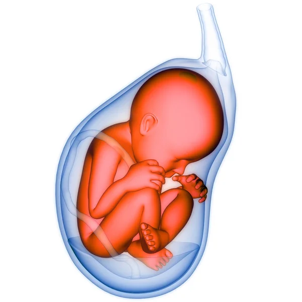 Bambino Feto Umano Nell Anatomia Del Grembo Materno — Foto Stock
