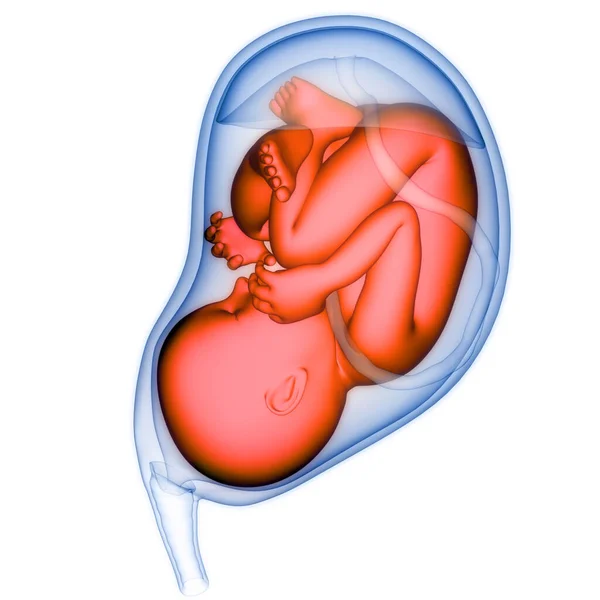 Ludzki Płód Anatomii Macicy — Zdjęcie stockowe