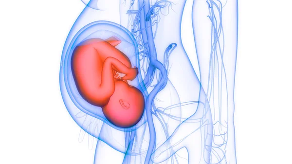 Человеческий Зародыш Анатомии Матки — стоковое фото