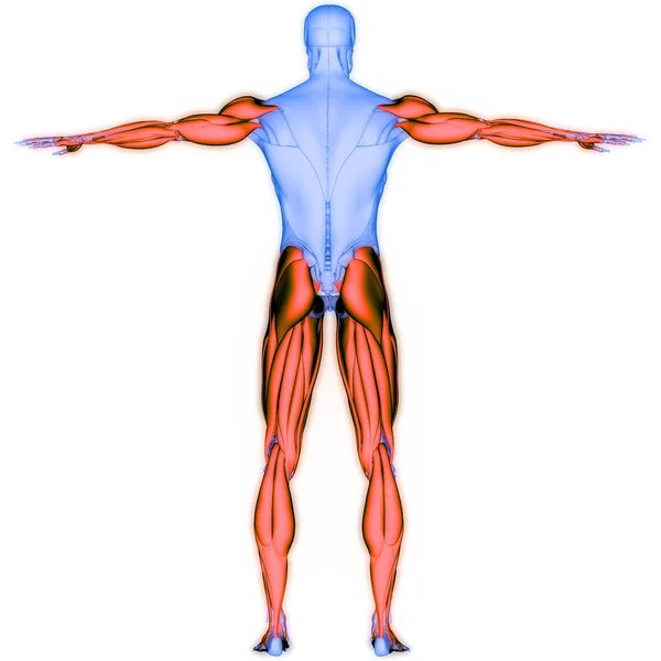 人間の筋肉系手と足の筋肉の解剖学 — ストック写真