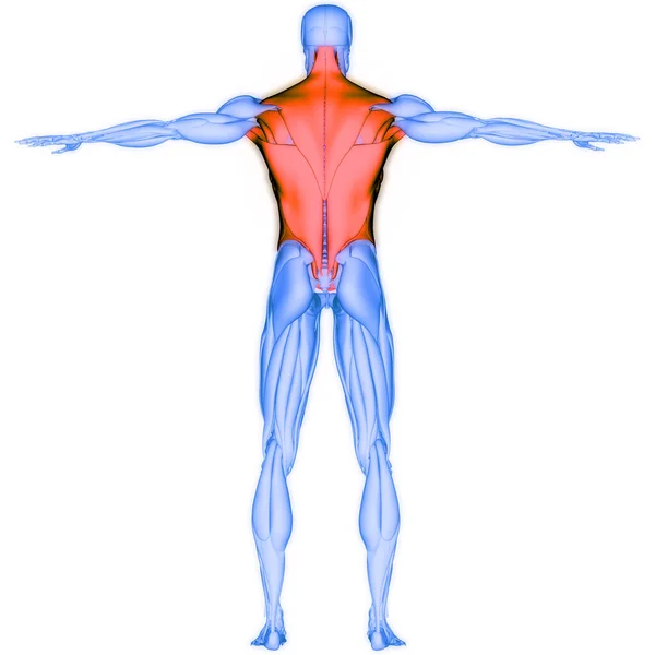 Human Muscular System Torso Muscles Anatomy — Zdjęcie stockowe