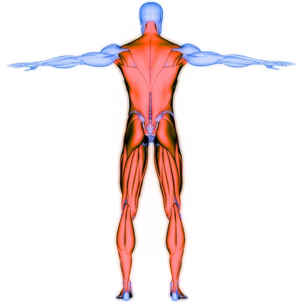 ヒトの筋肉系トルソと脚の筋肉の解剖学 — ストック写真