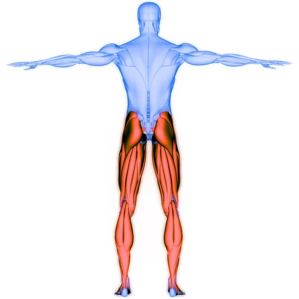 Anatomia Dos Músculos Das Pernas Sistema Muscular Humano — Fotografia de Stock