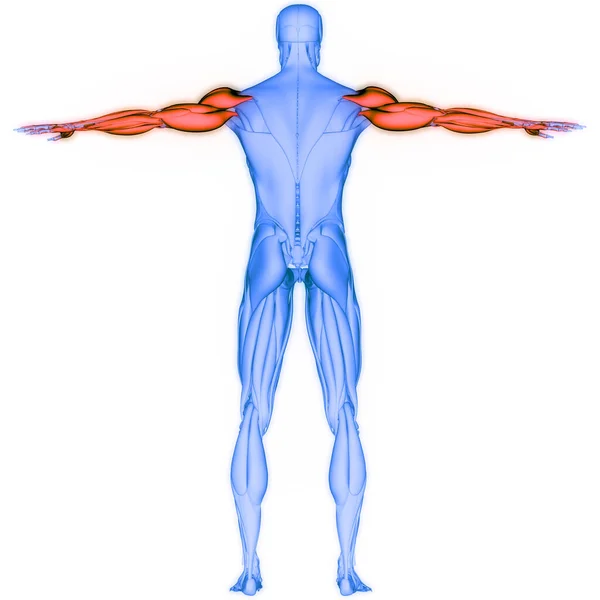 Sistema Muscolare Umano Mani Muscolari Anatomia — Foto Stock