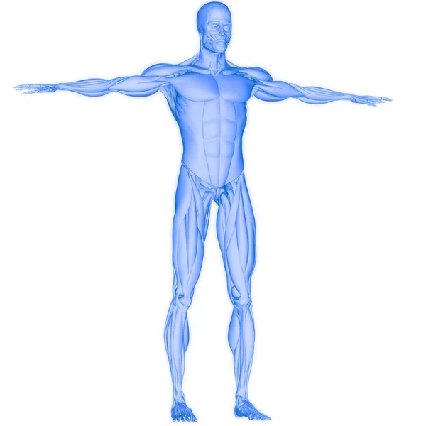 Ciało Ludzkie Układ Mięśniowy Anatomia Mięśni — Zdjęcie stockowe