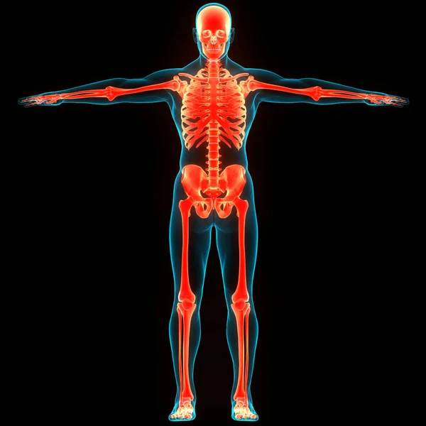 Sistema Esquelético Humano Anatomía Las Articulaciones Óseas —  Fotos de Stock