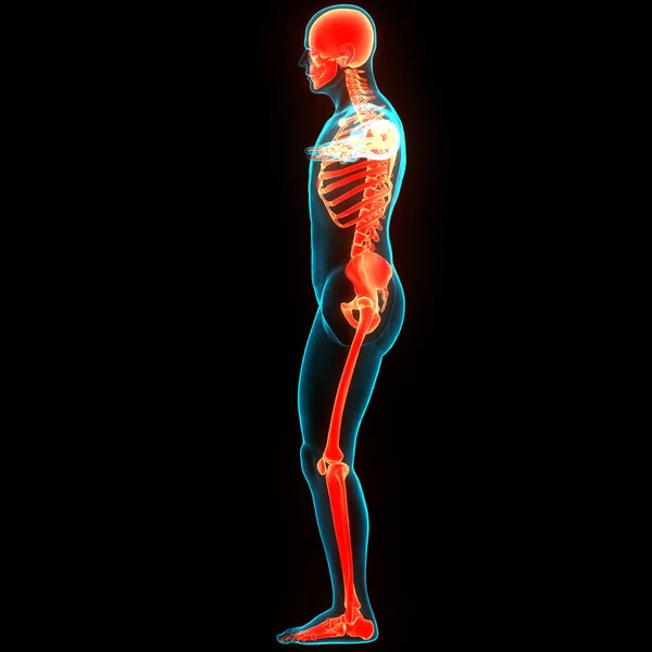 Anatomia Stawów Kostnych Ludzkiego Układu Szkieletowego — Zdjęcie stockowe