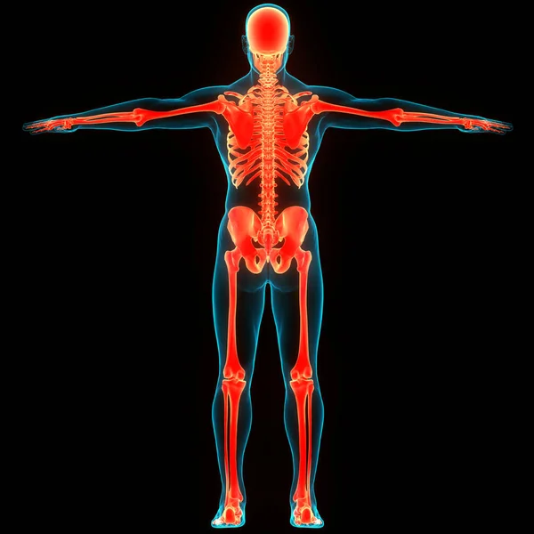 stock image Human Skeleton System Bone Joints Anatomy. 3D
