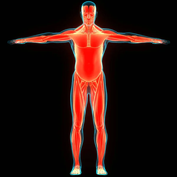 Ciało Ludzkie Układ Mięśniowy Anatomia Mięśni — Zdjęcie stockowe