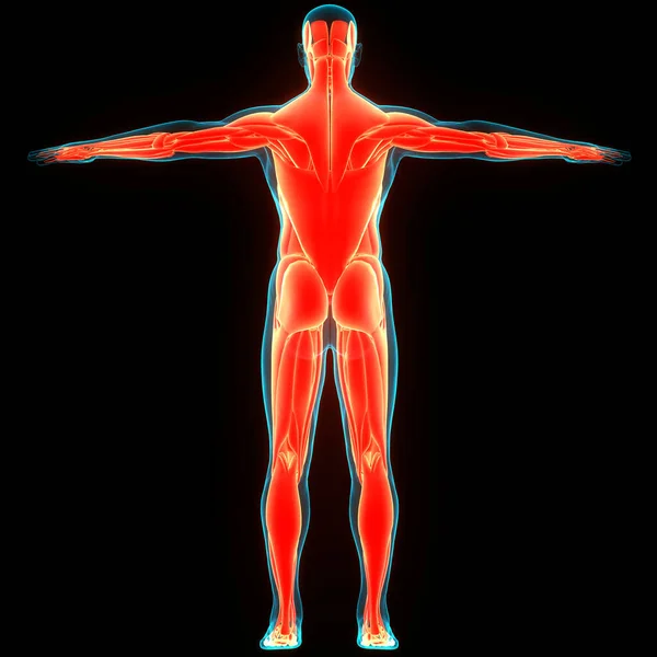 Anatomía Los Músculos Del Sistema Muscular Del Cuerpo Humano — Foto de Stock