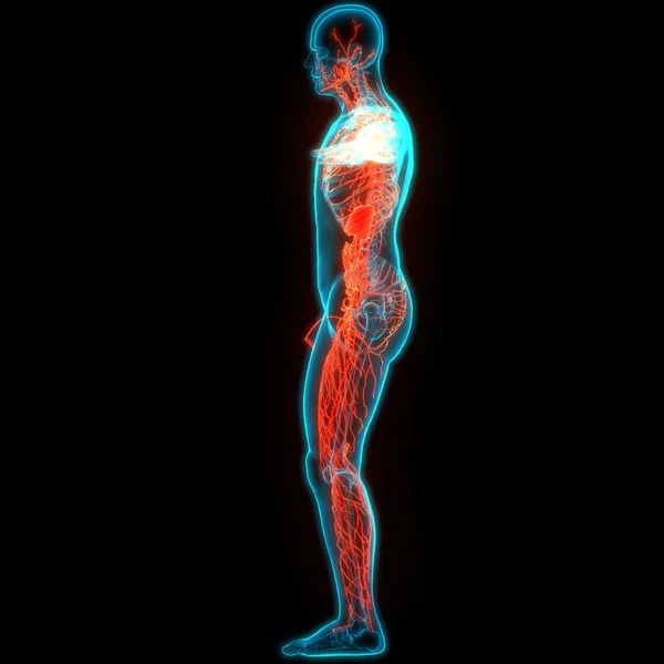 人間の内部システムリンパ節解剖学 — ストック写真