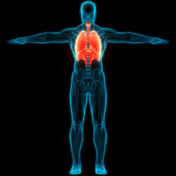 ダイヤフラム解剖学と人間の呼吸器系の肺 — ストック写真