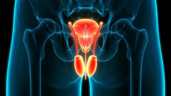 Male Reproductive System Anatomy — Stock Photo, Image