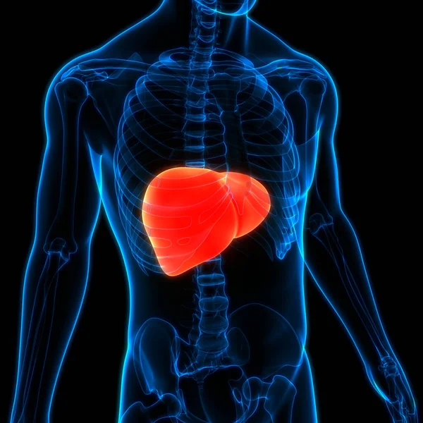 胰腺和胆囊解剖的人体内脏器官肝脏 — 图库照片