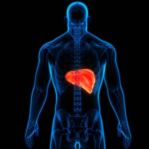 Human Internal Organs Liver with Pancreas and Gallbladder Anatomy. 3D