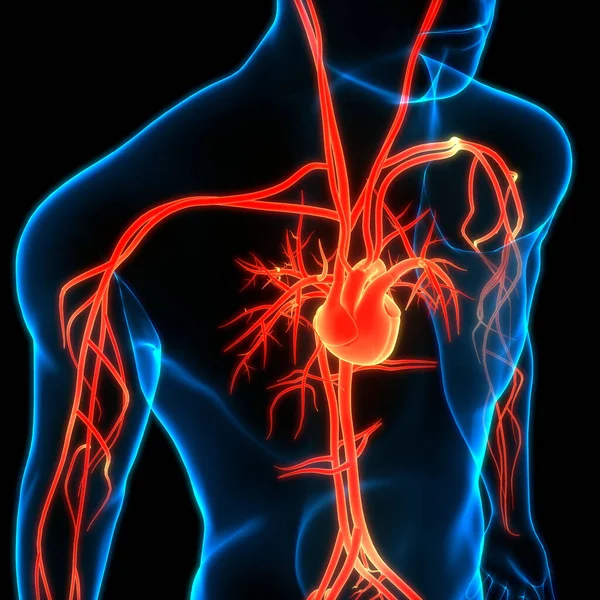 Human Circulatory System Heart Anatomy — Stock Photo, Image