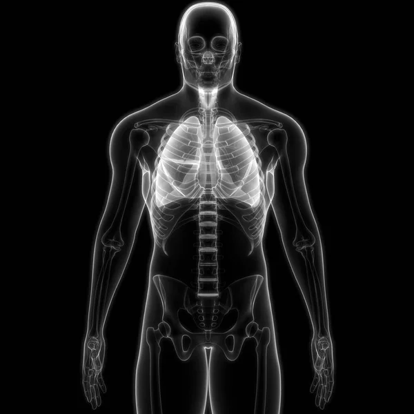 ระบบทางเด นหายใจของมน ปอดกายว ภาค สามม — ภาพถ่ายสต็อก