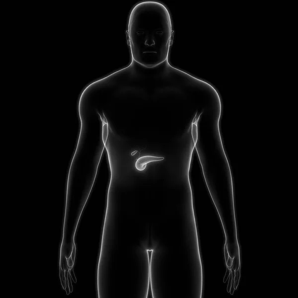 Human Internal Organ Pancreas Anatomy — стокове фото