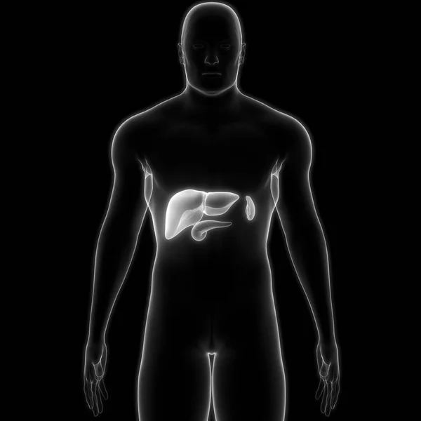 Menschliche Innere Organe Leber Mit Bauchspeicheldrüse Und Gallenblase Anatomie — Stockfoto
