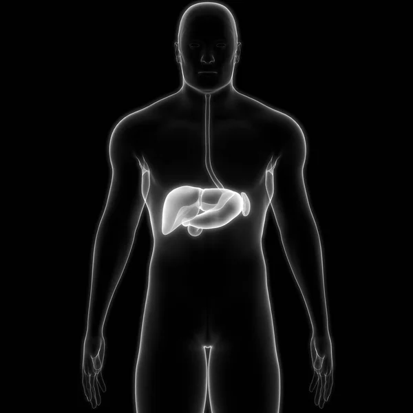 Human Internal Organs Liver Pancreas Gallbladder Anatomy — Stock Photo, Image