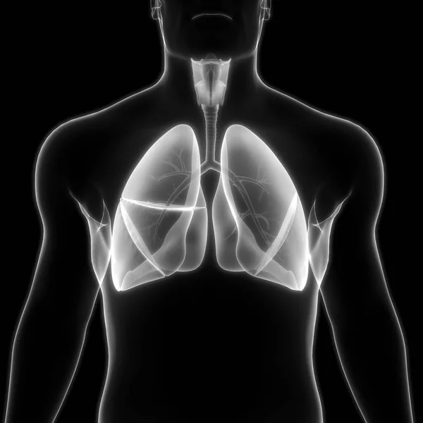 Emberi Légzőszervi Tüdő Anatómia — Stock Fotó
