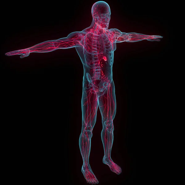 Lidský Vnitřní Systém Lymfatické Uzliny Anatomie — Stock fotografie