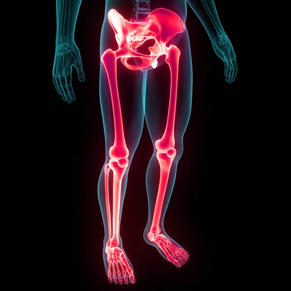 人类骨骼系统下肢骨节解剖 — 图库照片