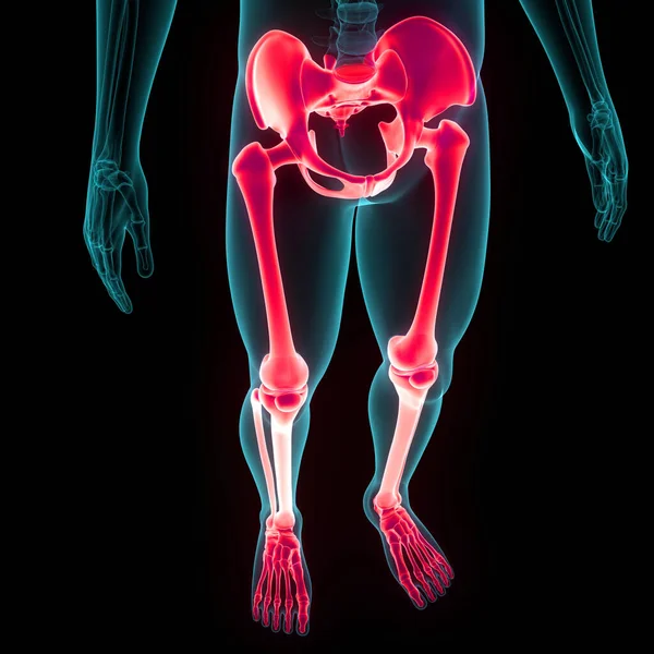 Människans Skelett System Nedre Lemmar Ben Leder Anatomi Tredimensionell — Stockfoto