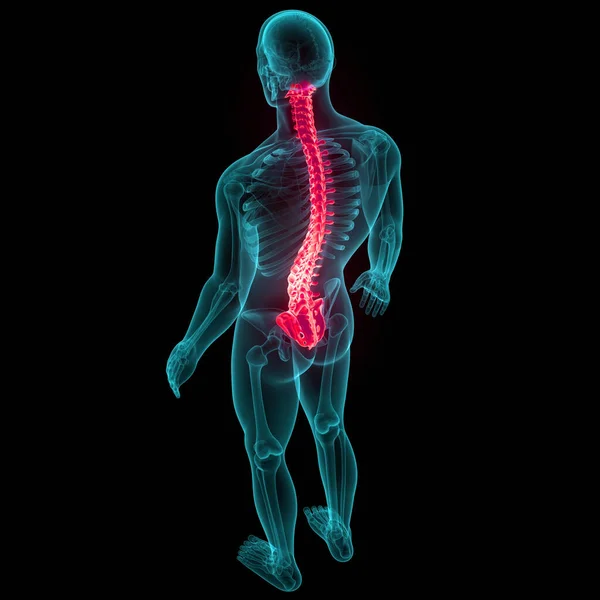 Columna Vertebral Médula Espinal Anatomía Del Sistema Esquelético Humano —  Fotos de Stock
