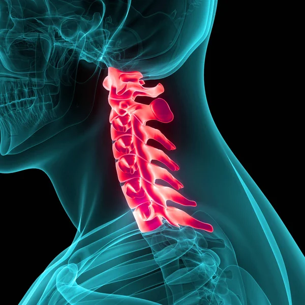 Human Skeleton System Pectoral Shoulder Girdle Bone Joints Anatomy — стокове фото