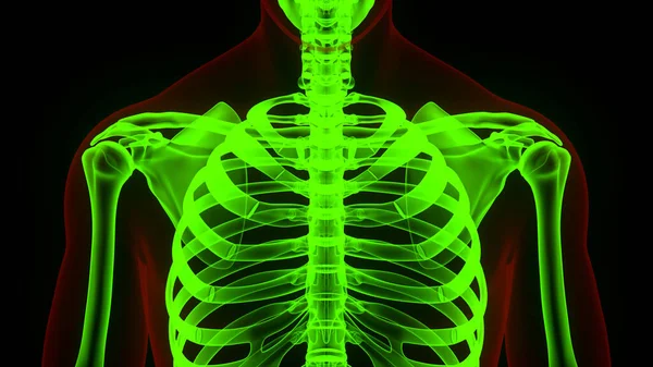 Klatka Piersiowa Ludzkiego Układu Szkieletowego Anatomia Stawów Kostnych — Zdjęcie stockowe