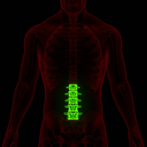 Spinal Cord Vertebral Column Lumbar Vertebrae of Human Skeleton System Anatomy. 3D