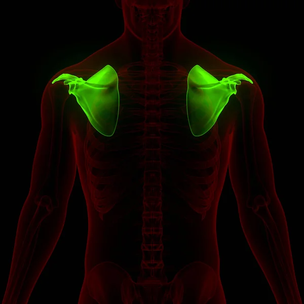 Human Skeleton System Pectoral Shoulder Girdle Bone Joints Anatomy — Stock Photo, Image