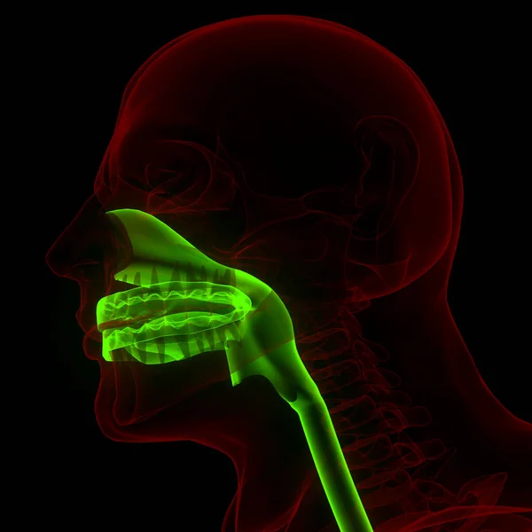 Nsan Skelet Sistemi Kafatası Kemiği Diş Anatomisi Ile Çene Parçası — Stok fotoğraf