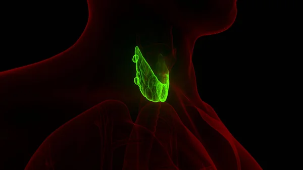 Kelenjar Tubuh Manusia Anatomi Gland Thyroid — Stok Foto