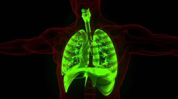 Pulmones Del Sistema Respiratorio Humano Con Anatomía Del Diafragma — Foto de Stock