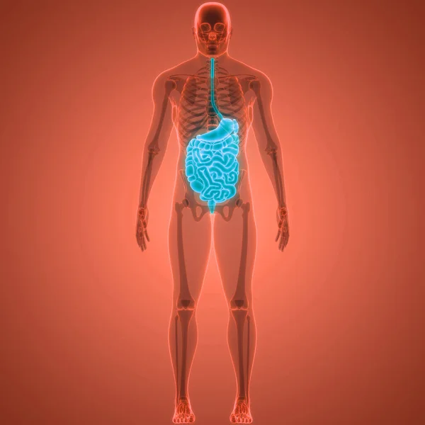 stock image Human Digestive System Anatomy. 3D