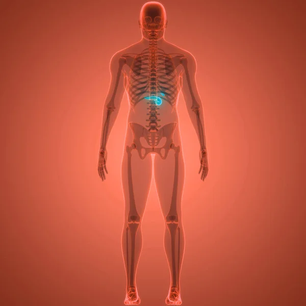 Анатомия Поджелудочной Железы Человека — стоковое фото