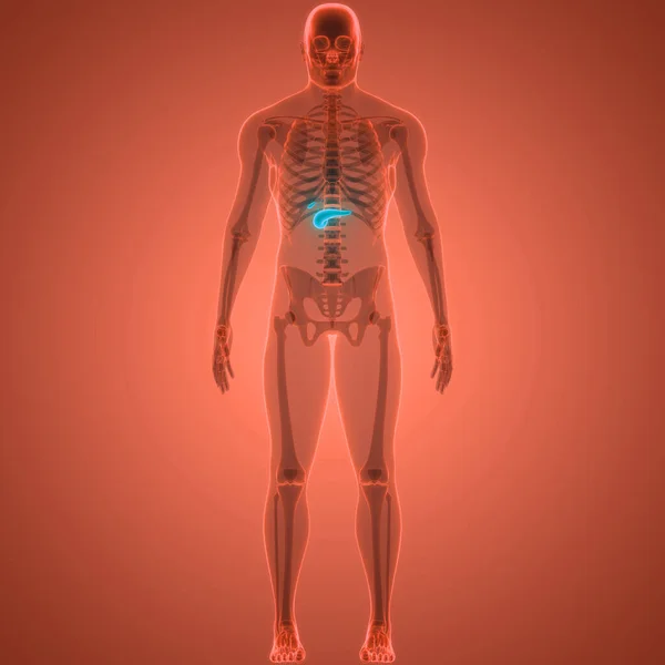 人体内部器官胰腺解剖 — 图库照片