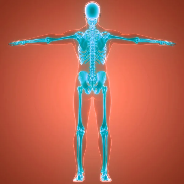 Emberi Csontváz Rendszer Csontos Ízületek Anatómia — Stock Fotó