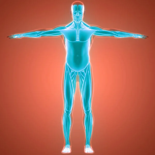 Anatomia Dos Músculos Sistema Muscular Corpo Humano — Fotografia de Stock
