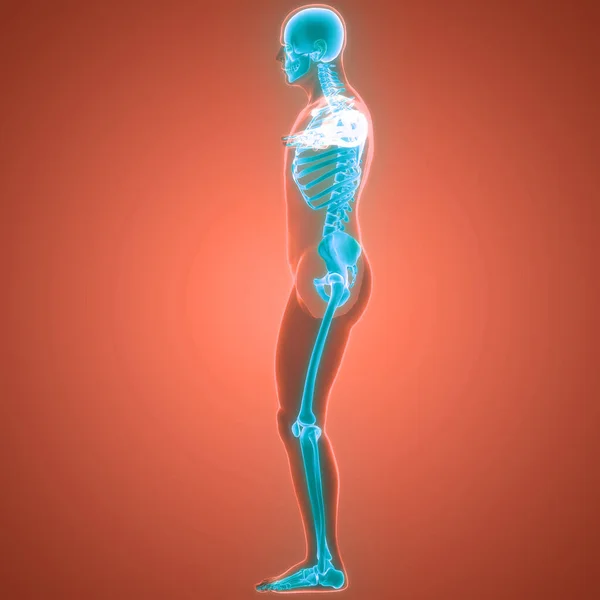 Anatomie Der Knochengelenke Des Menschlichen Skelettsystems — Stockfoto