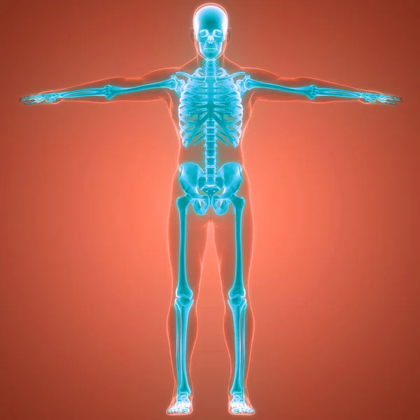 Système Squelettique Humain Anatomie Des Articulations Osseuses — Photo