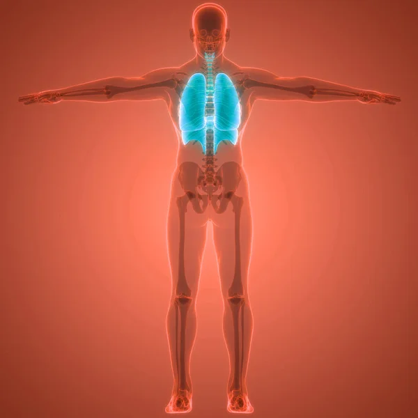 人类呼吸系统隆起与横隔膜解剖 — 图库照片