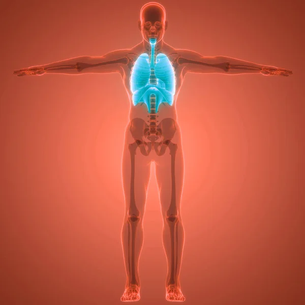 Ανθρώπινο Αναπνευστικό Σύστημα Πνεύμονες Ανατομία Διαφραγμάτων — Φωτογραφία Αρχείου