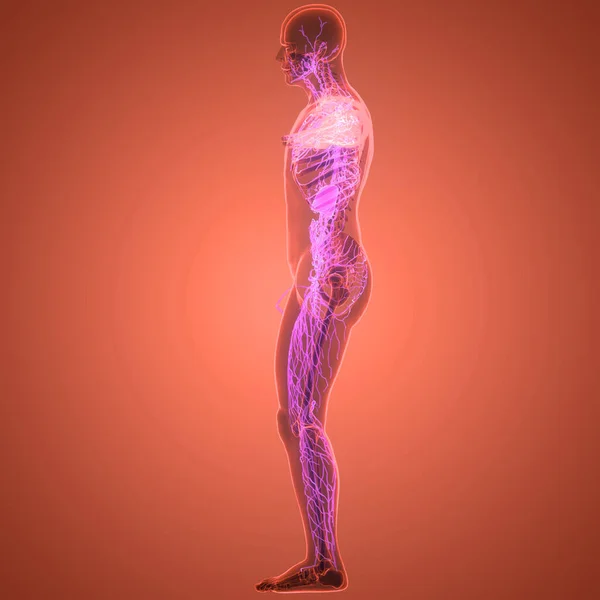 Ανθρώπινο Εσωτερικό Σύστημα Lymph Κόμβοι Ανατομία — Φωτογραφία Αρχείου